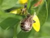 Osmia aurulenta